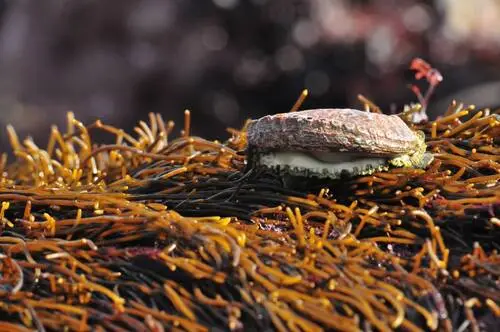 Un ormeau juste pêché sur un lit d'algues brunes
