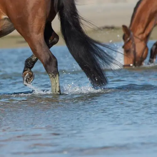 Des chevaux marchant dans l'eau de mer